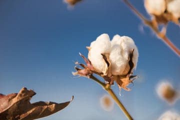 foto di un fiocco di cotone upland