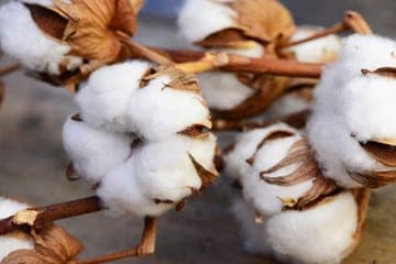 foto di un fiocco di cotone egiziano