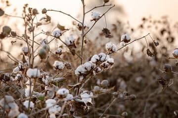 piantagione di cotone